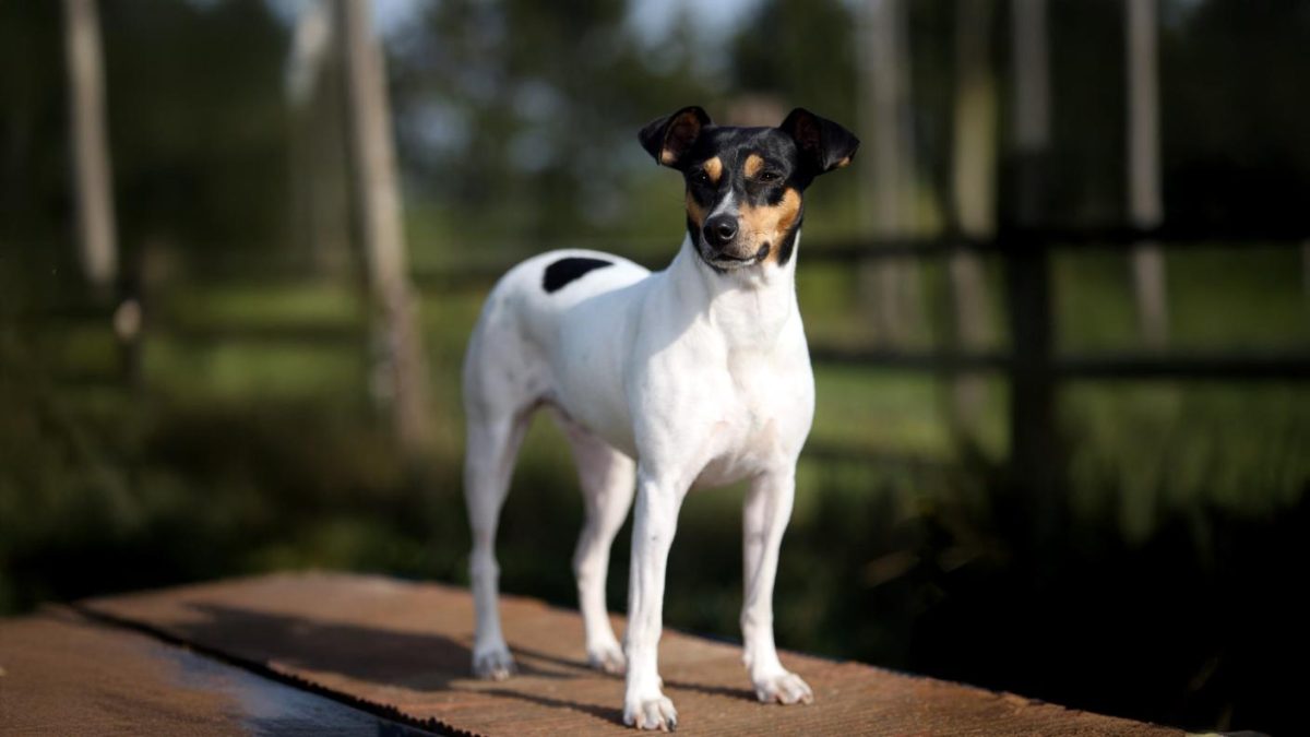 Terrier Brasileiro