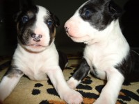 Filhotes de Bull Terrier –  São Bernardo Do Campo