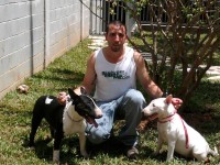 Filhotes de Bull Terrier –  São Bernardo Do Campo