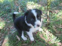 Filhotes de Border Collie