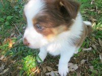 Filhotes de Border Collie