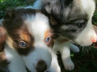 Filhotes de Border Collie