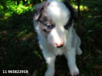 Filhotes de Border Collie