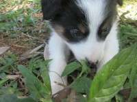 Filhotes de Border Collie