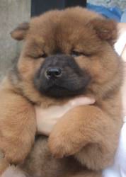 chow chow 2