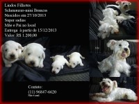 mini-schnauzer branca  – lindas