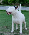 Bull terrier