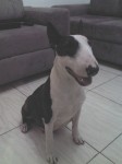 Bull terrier