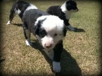 Lindos filhotes de Border Collie