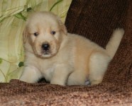 Lindos filhotes de golden retriever