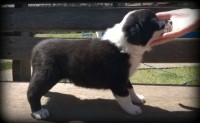 Lindos filhotes de Border Collie