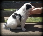 Lindos filhotes de Border Collie