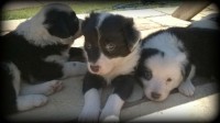 Lindos filhotes de Border Collie