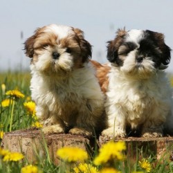 shihtzu