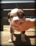 Lindos filhotes de Border Collie