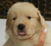 Lindos filhotes de golden retriever