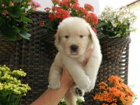 Lindos filhotes de golden retriever