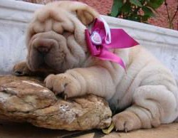 SHARPEI ,