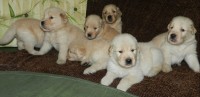 Lindos filhotes de golden retriever