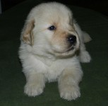 Lindos filhotes de golden retriever