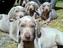 weimaraner.