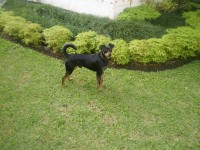 Procuro meu lindo cachorro