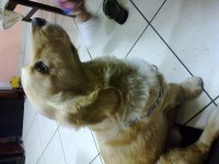 Venda de Golden Retriever