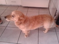 Venda de Golden Retriever