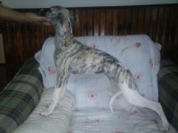 Filhote de whippet