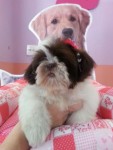 Branco e Chocolate Shih Tzu Fêmea