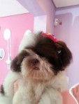 Branco e Chocolate Shih Tzu Fêmea