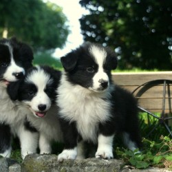 border collie ..... - Copia - Copia