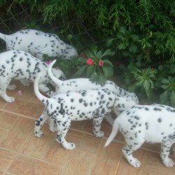 dalmata3