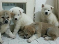 Akita Inu