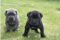 Cane corso filhotes