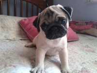 Venda de Filhotes de PUGS