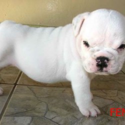 bulldog-ingles-femea-com-3-meses-23021-1291415660