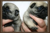 Lindos Filhotes de Pug