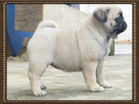 Lindos Filhotes de Pug