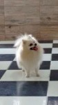 Spitz alemão – lulu da pomerania