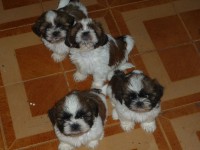 Filhotes de Shih tzu