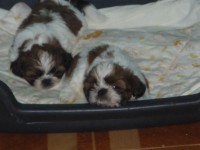 Filhotes de Shih tzu