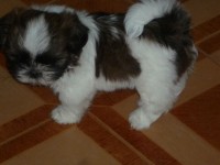 Filhotes de Shih tzu