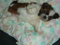 Filhotes de Shih tzu