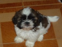 Filhotes de Shih tzu