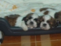 Filhotes de Shih tzu