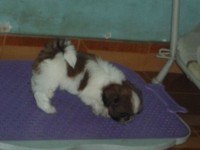 Filhotes de Shih tzu