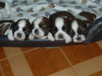 Filhotes de Shih tzu