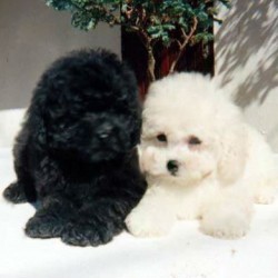 poodle toy 1