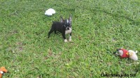 Boston Terrier Filhotes